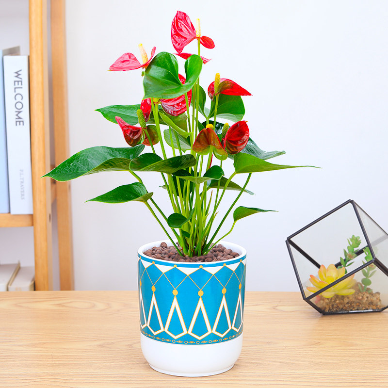 红掌火鹤鸿运当头白掌绿植花卉盆栽办公办公室室内花卉