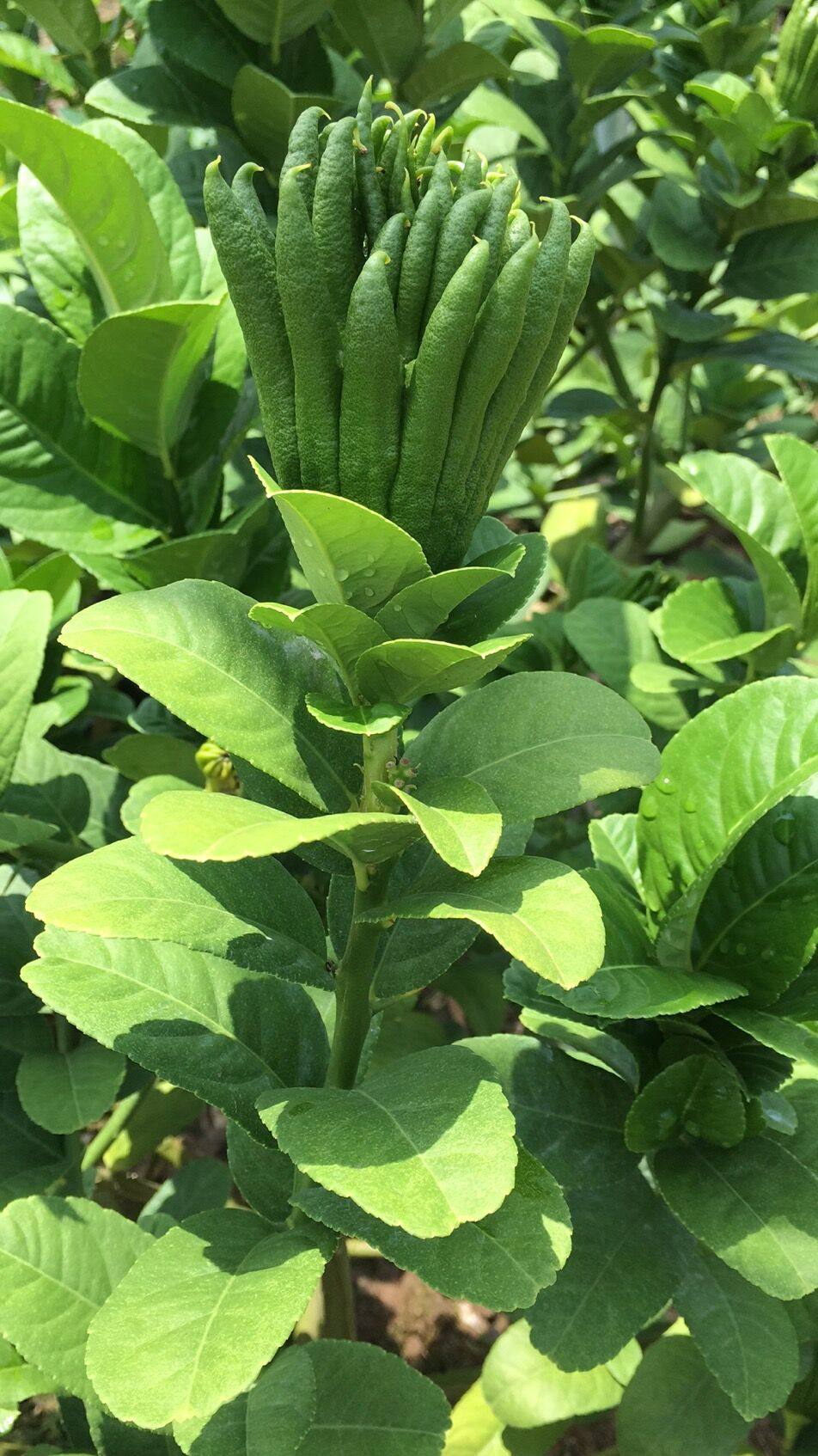 佛手新鲜现剪现发金华带枝水养供佛佛手果