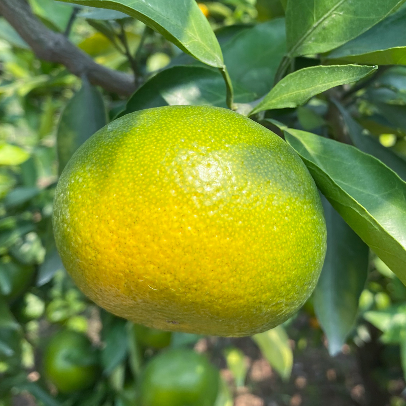 蜜桔云南橘子水果新鲜当季薄皮青皮柑橘酸甜桔子