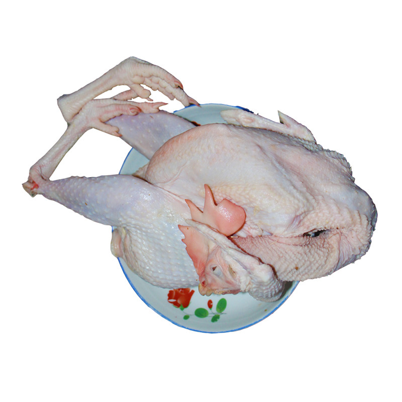 洪湖湖区放养老母鸡柴鸡地走鸡湖区散养农家新鲜土鸡现杀