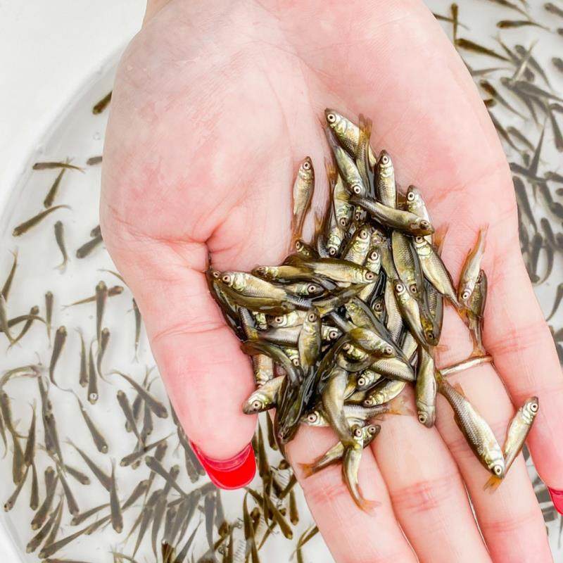 鱼苗野钓观赏鱼黑鱼鲫鱼小型练手鱼食淡水鱼小鱼鱼