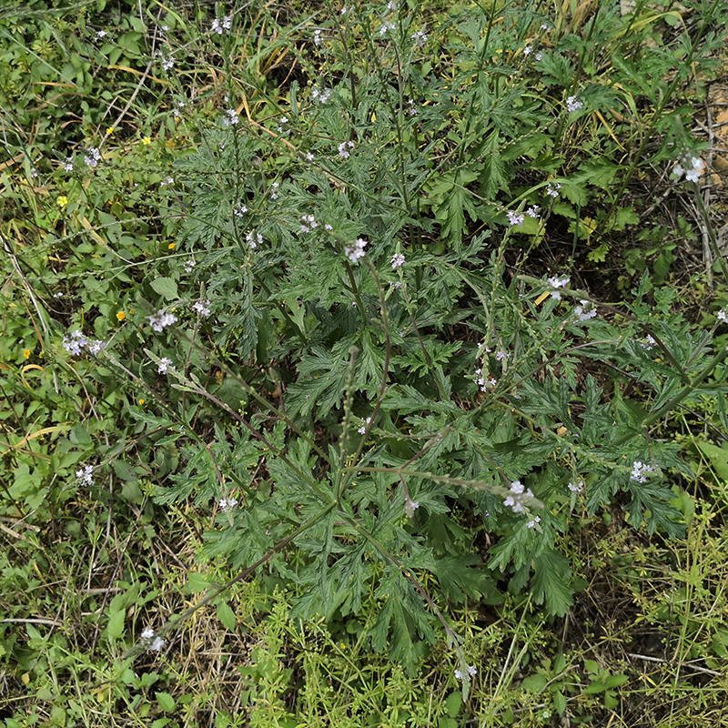 野生马鞭草新鲜铁马鞭甲边草蜻蜓草燕尾草野荆芥500克