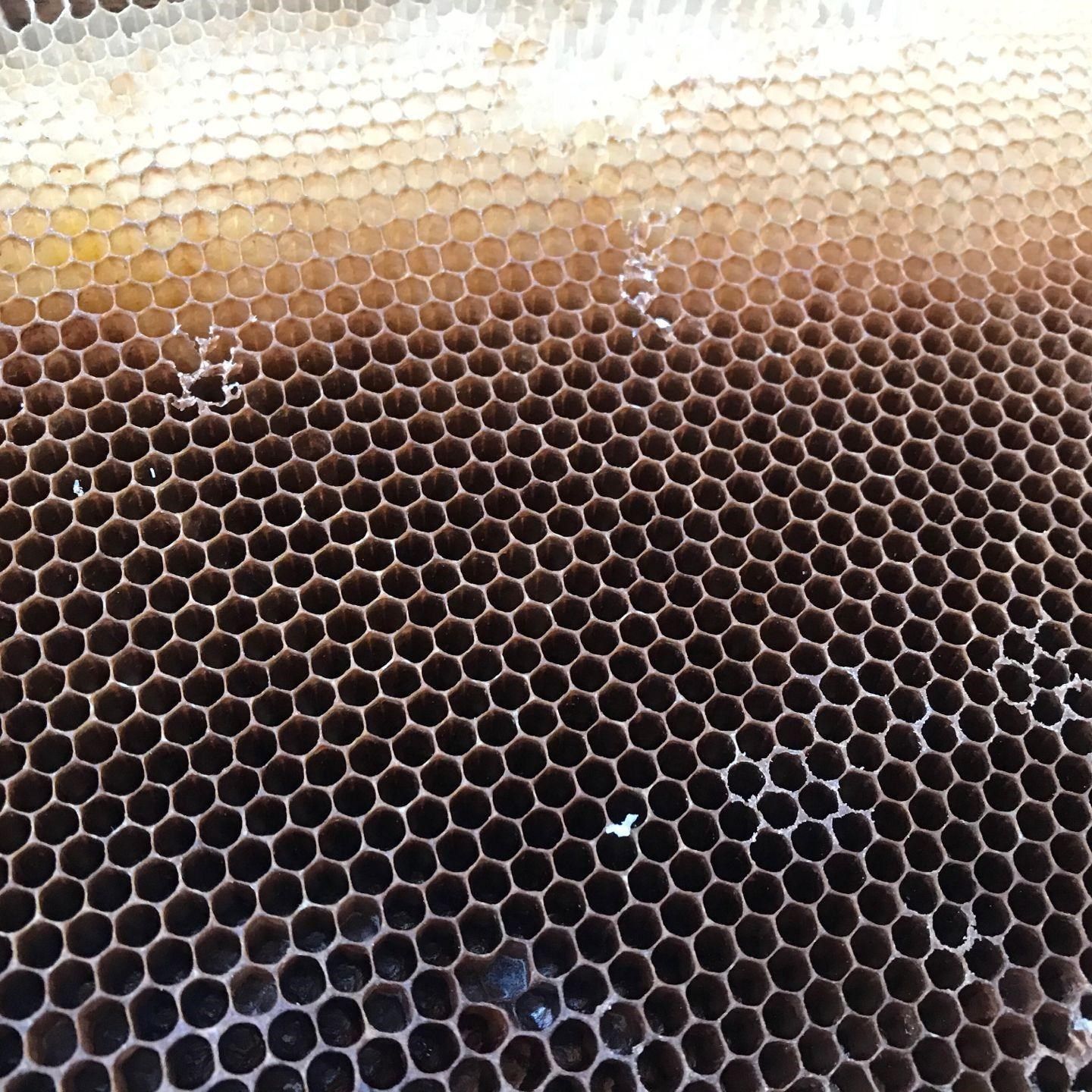 蜜蜂巢蜜蜂巢脾中蜂巢脾老巢脾过箱用巣脾蜂房巢础中蜂巢