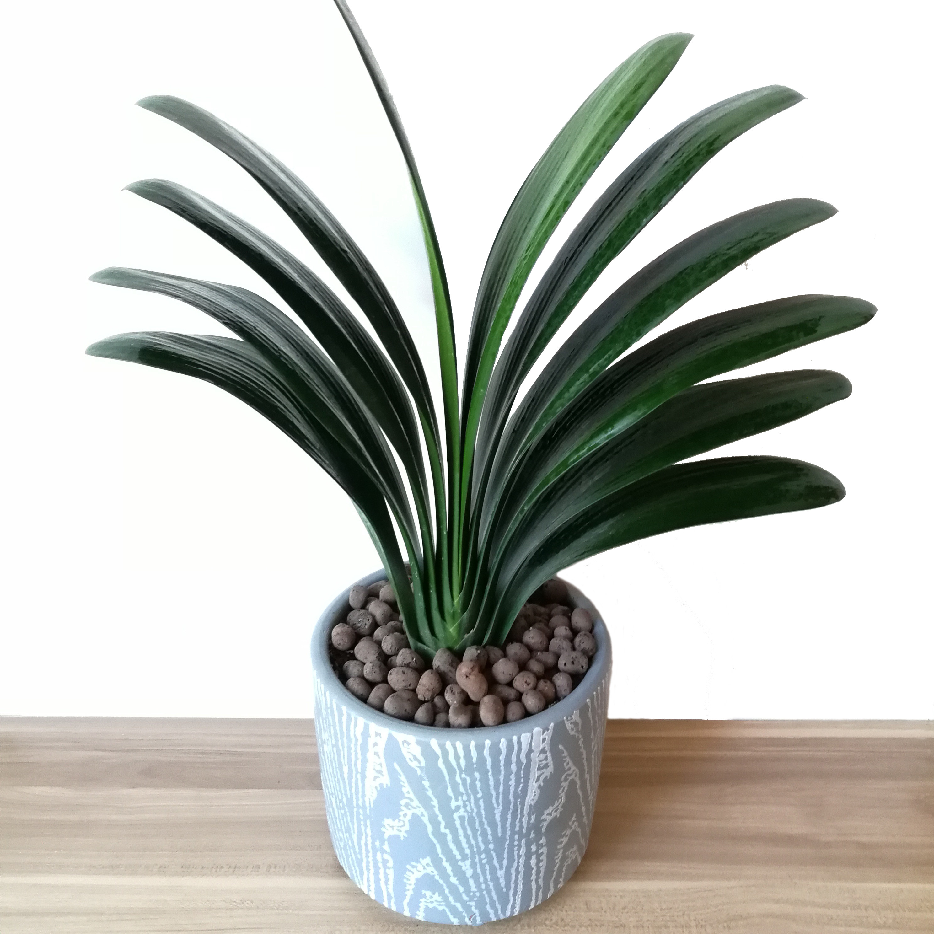 君子兰当年内包室内桌面客厅花彩开花盆栽植物时令草本花卉