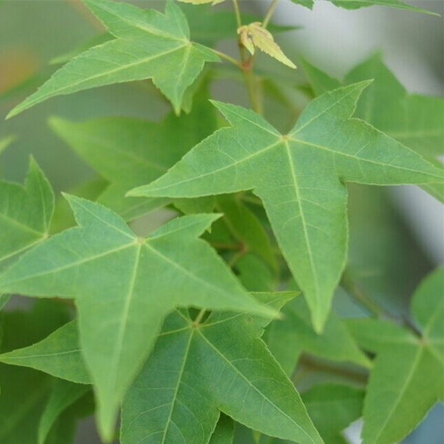 色木槭树图片图片