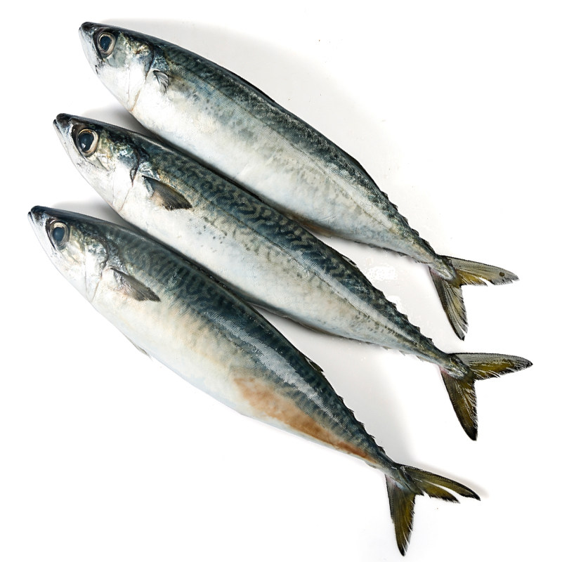 顺丰包邮舟山新鲜野生大条占鱼马鲛鱼鲅鱼深海马鲛鱼