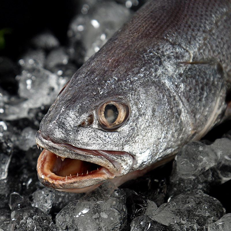 舟山本地新鲜大米米鱼深海捕捞大鮸鱼鳘鱼水其它