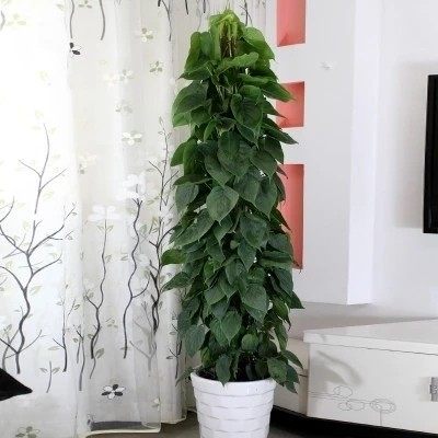 大型绿萝观甲醛花卉叶花卉小叶室内心叶植物吊兰大型绿植