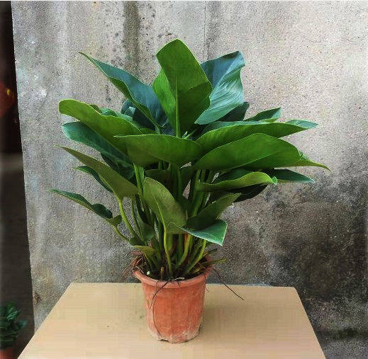 大叶盆景常青四季花卉盆栽室内红钻叶盆景植观大型绿植