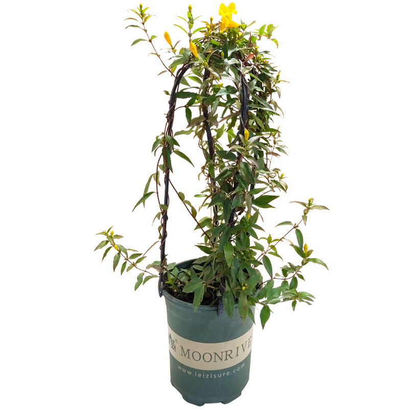 法国香水盆栽黄花香水茉莉爬藤开花植物阳台室外庭院花卉耐寒浓香
