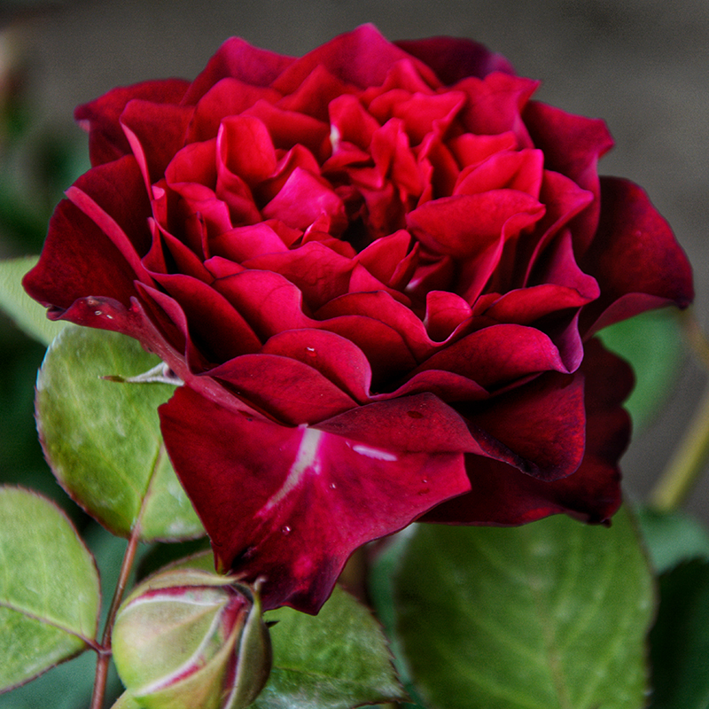 暮光之城舞女灌木月季庭院好养喜阳盆栽有香味阳台植物四季开花