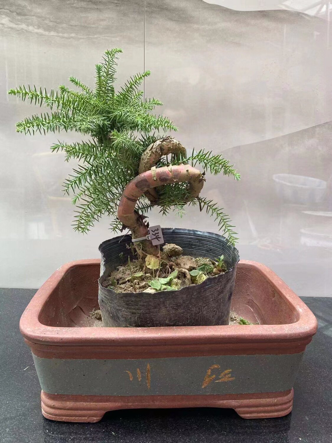澳洲盆景大型室内盆栽绿植罗汉松松植物客厅绿植