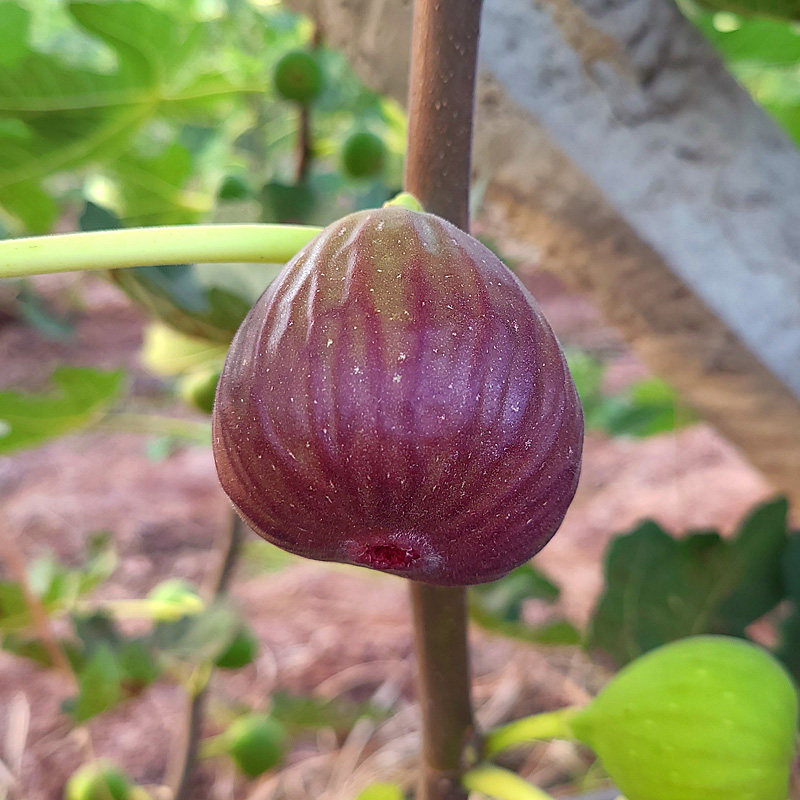 云南紫皮无花果新鲜水果礼盒16个装现摘现发孕妇无花果