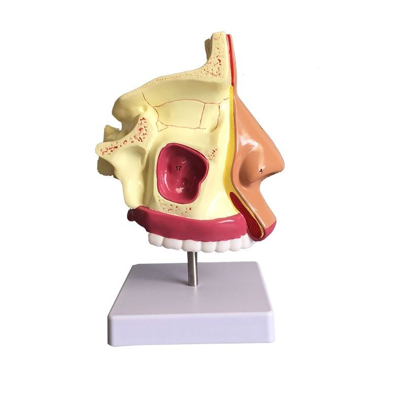鼻腔解剖模型 鼻部医学 鼻子模型 耳鼻喉科模型 人体鼻腔模型