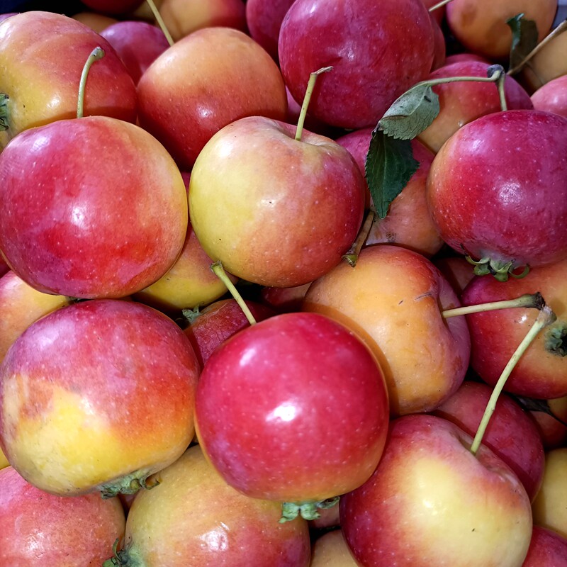 东北海棠棠果特产水果新鲜小苹果糖心沙果酸甜苹果