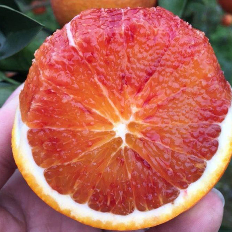5斤重庆血橙红心新鲜水果甜橙脐橙