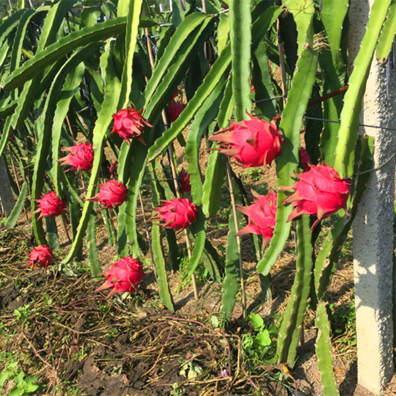 火龙火龙果果苗金都一号软枝大红红龙红心红肉果树