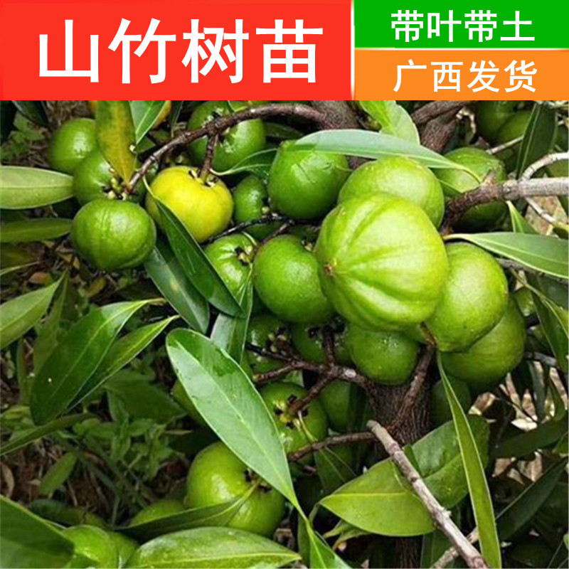山竹树苗苗木竹子岭南盆栽地栽绿植果树广西果树