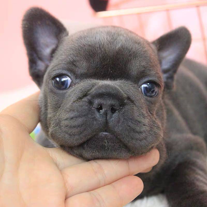 蓝色法国斗牛犬纯种幼犬斗法斗牛活体宠物狗上海狗狗