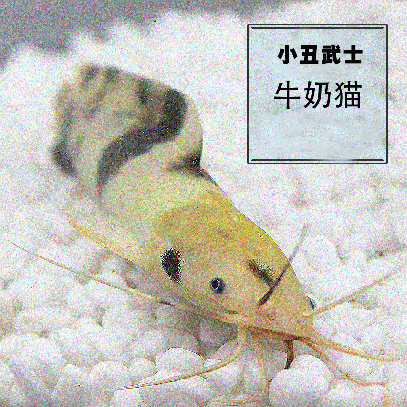 小丑武士牛奶猫黑白猫活体观赏鱼热带鱼招财猫狗仔鱼