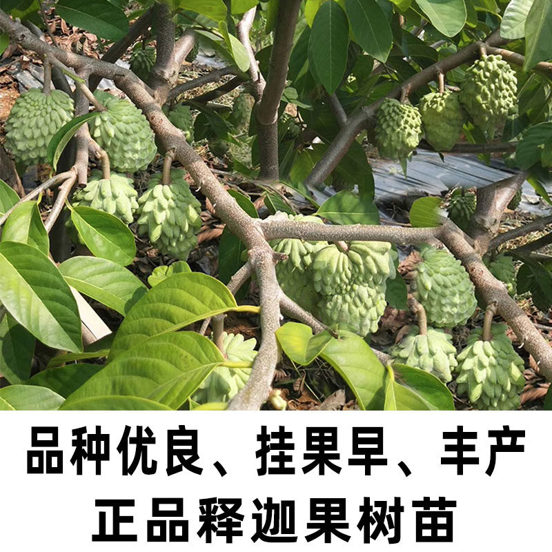 释迦果树树苗特大荔枝台湾四季凤梨佛陀佛头果树