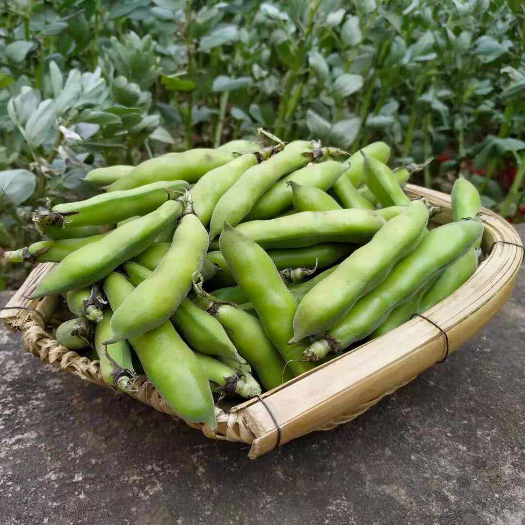 蚕豆蔬菜新鲜带壳5斤装包罗汉豆嫩自产农家新鲜豆类