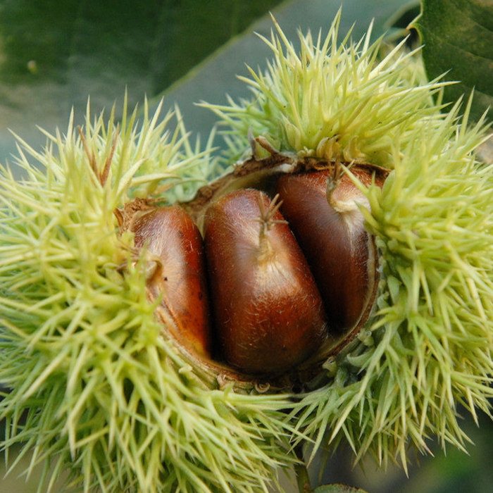 新鲜丹东板栗5斤现摘毛锥栗当季整箱农家蔬菜包邮带壳油栗生栗子