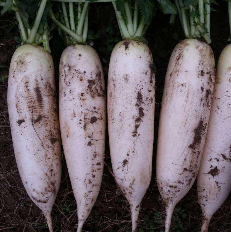 山东白萝卜农家自种天然新鲜现挖现发白萝卜蔬菜包邮净重10斤白皮