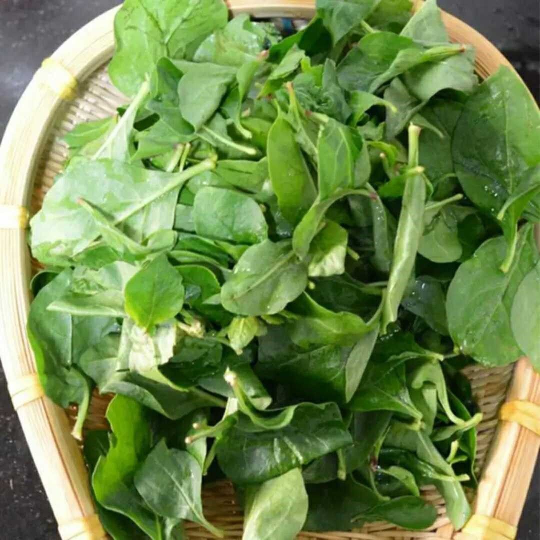 枸杞福建特产新鲜叶高山高山野生菜现采带枝煮汤叶菜类