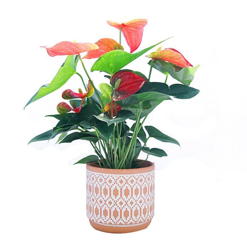 红掌鸿运当头粉掌开花年宵火鹤水培水生盆栽花卉绿植