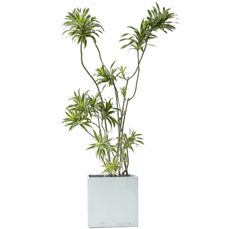似玉金边百合竹大盆栽老桩造型龙血室内甲醛大型绿植