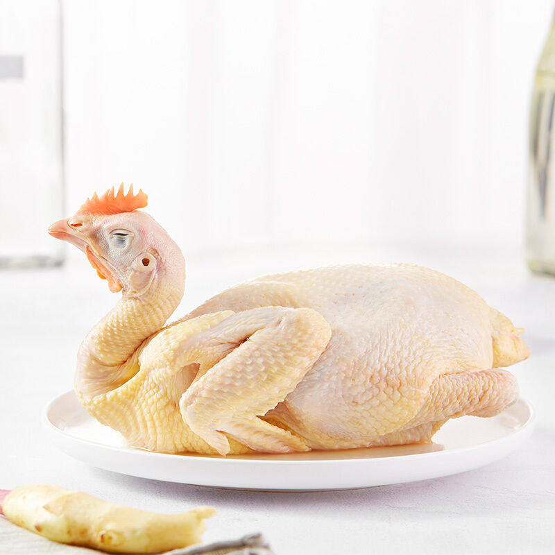 正宗温氏黄油清远高品质土黄鸡老母鸡走地鸡养整鸡