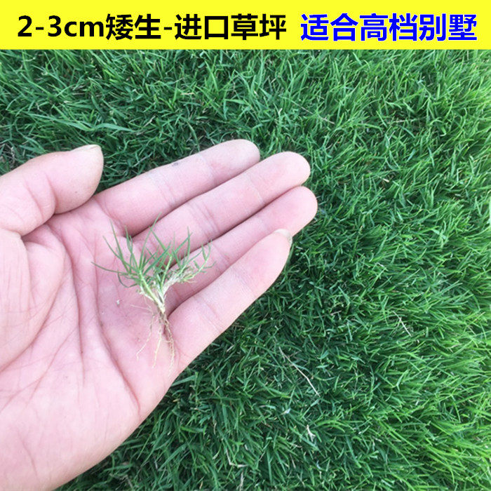 种子果岭草草草籽地毯草种高尔夫球场庭院草坪不修家庭园艺种子