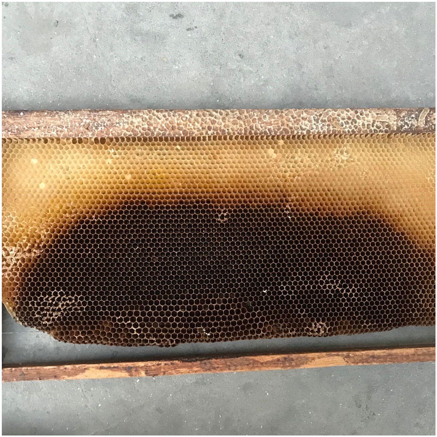 蜜蜂巢蜜蜂巢脾中蜂巢脾老巢脾过箱用巣脾蜂房巢础中蜂巢