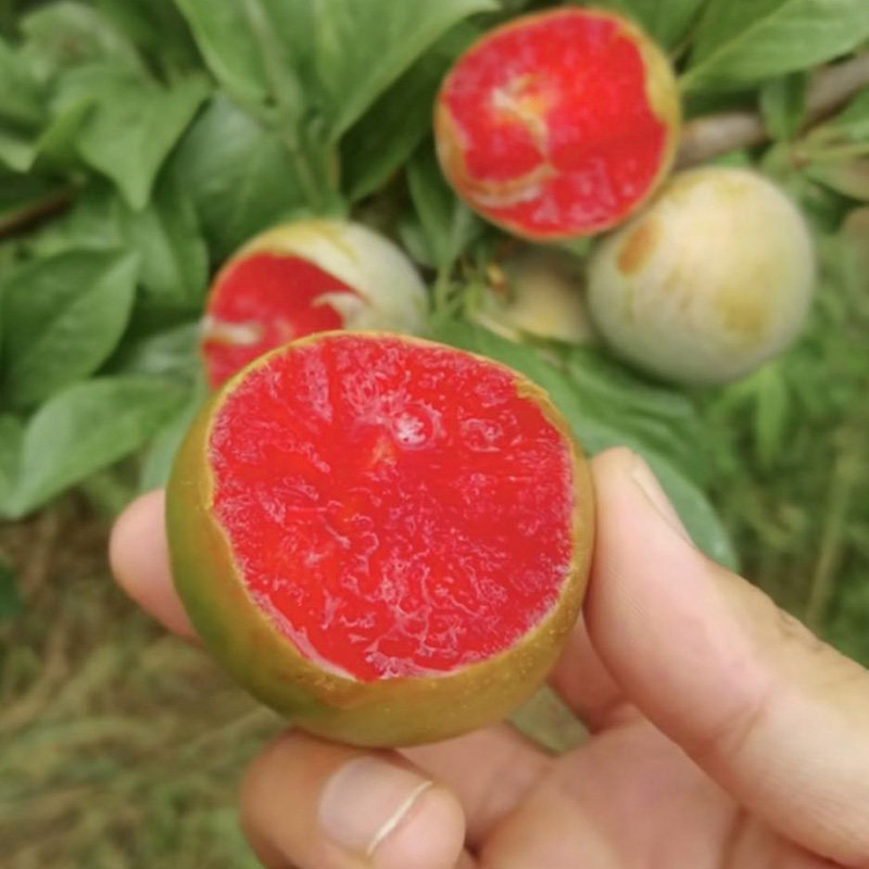 美国帝味杏李嫁接李子当年结果全国四季易活果树