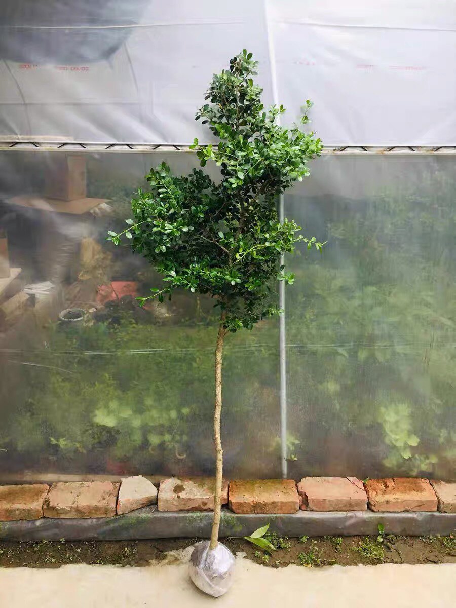 黄杨小叶树苗独杆盆栽高杆瓜子四季常青盆景绿植