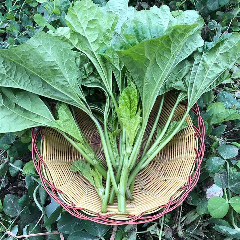 新鲜现摘冬寒蔬菜马蹄东汉菜东苋菜糯米野菜叶菜类