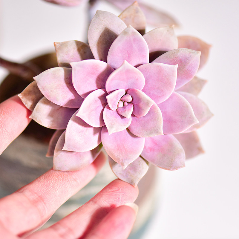 华丽风车多肉植物悬崖老桩多头群生盆栽紫乐多肉植物