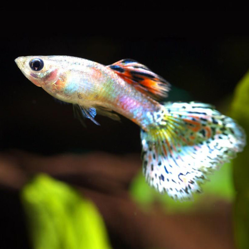 孔雀鱼天空蓝杂袍鱼小鱼苗下崽胎生凤尾鱼活体小型淡水热带观赏鱼