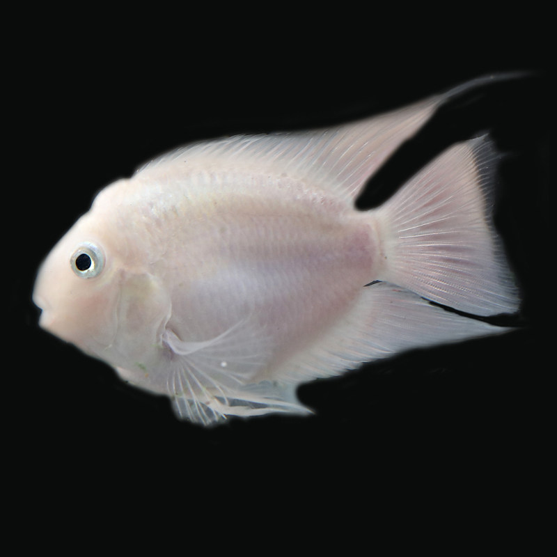 迷你白金宝蓝鹦鹉鱼小型鱼热带观赏鱼好养草缸淡水繁殖种鱼宠物鱼