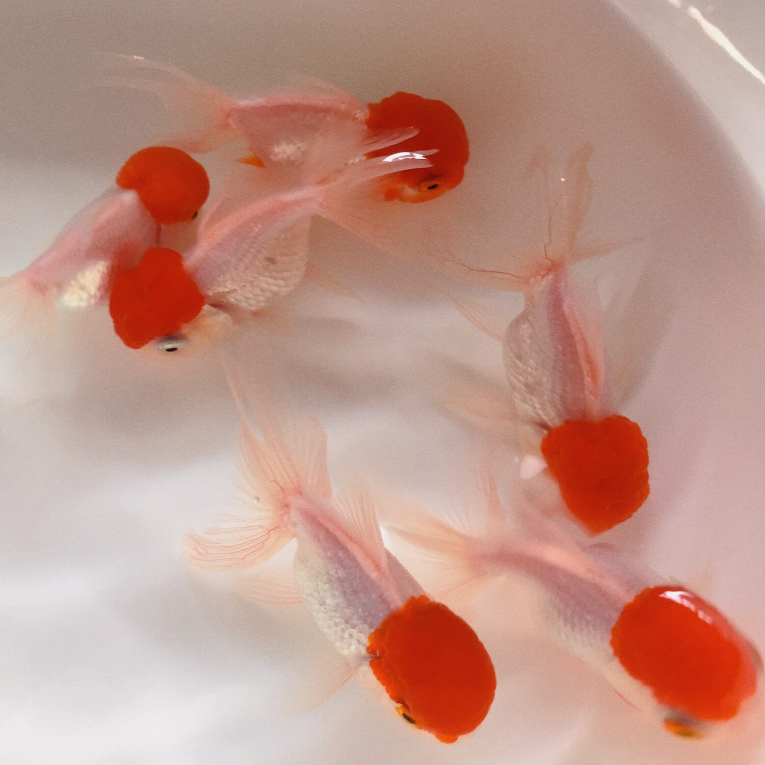 国粹鹤顶红鱼鱼苗丹顶红红红头鸿运当头淡水鱼金鱼鱼