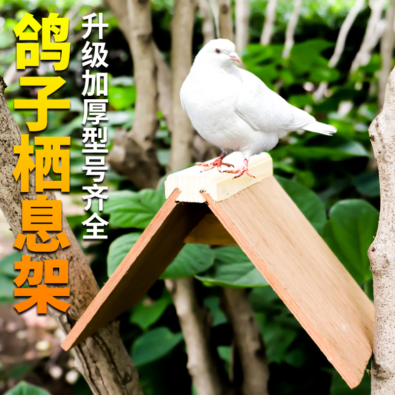 鸽子用品用具大全信鸽站架栖架栖息赛鸽鸽具其他