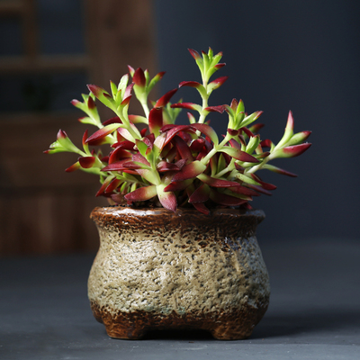 老庄多肉花盆大号法师盆创意个性清仓高筒粗陶透气陶瓷盆绿植盆景