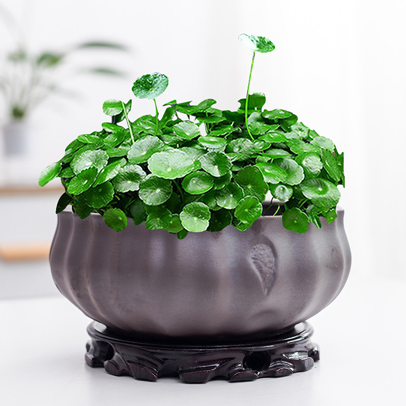 紫砂托盘铜钱草水花盆金钱专用陶瓷大号简约花盆