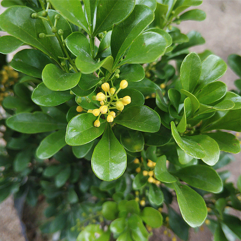 米兰花包邮带发货阳台庭院室外植物花卉米仔米兰时令草本花卉