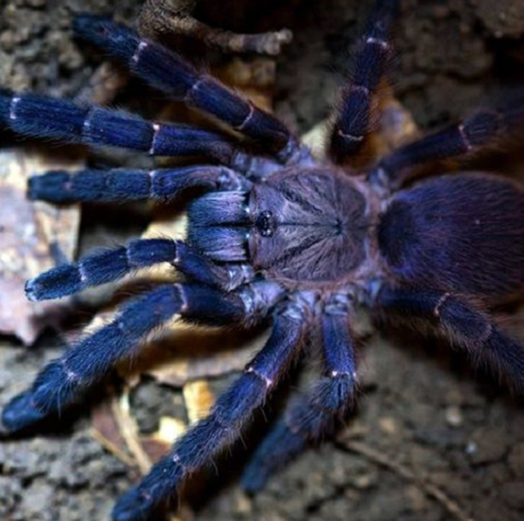 菲律宾蓝足910厘米公母新发现蓝色品种活体宠物其它水族宠物