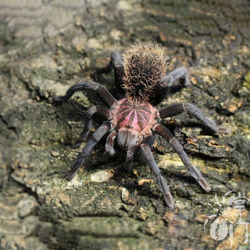 哥伦比亚梦幻镭射高端品种宠物蜘蛛活体南美大型蜘蛛
