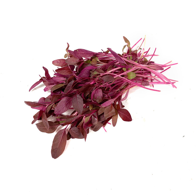 新鲜火红1盒蔬菜斯卡卡纳可食用芽苗菜西餐摆盘其它