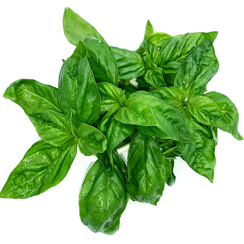 食者罗勒新鲜蔬菜可食用西餐香料欧罗调料顺丰其它