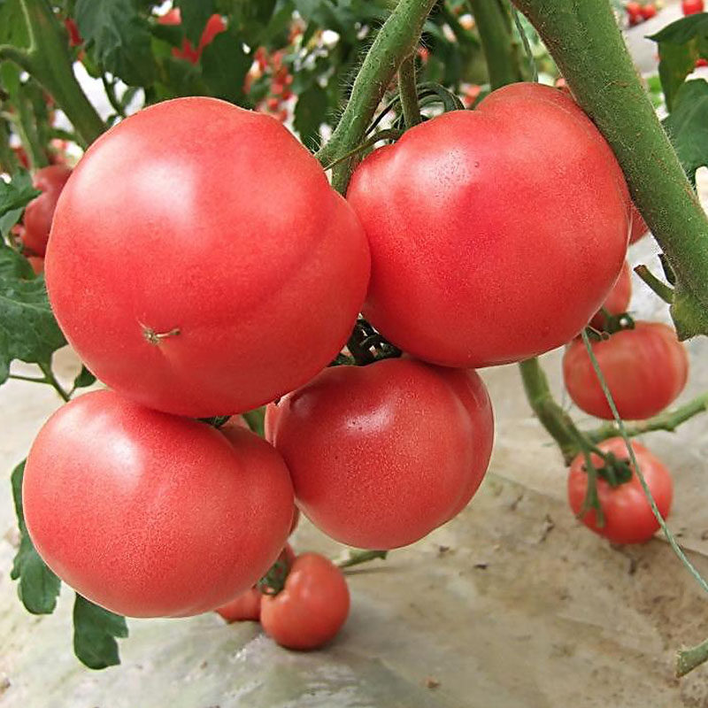 绿食者 沙瓤大番茄500g 新鲜蔬菜水果西红柿农家自然熟现摘洋柿子